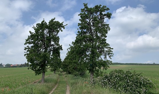 Bei Nordhausen (Foto: oas) Bei Nordhausen (Foto: oas)