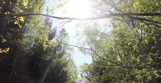 Wald im Sommer (Foto: AGH)