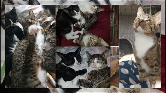 Toni, Rhodey und Pepper (Foto: Tierschutz Nordhausen) Toni, Rhodey und Pepper (Foto: Tierschutz Nordhausen)