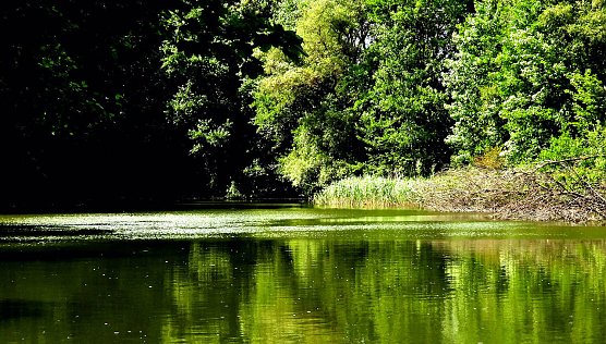 Tanzteich in Niedersachswerfen (Foto: Peter Blei)