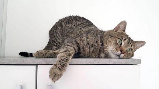 Der schöne Napoleon (Foto: Tierheim Nordhausen) Der schöne Napoleon (Foto: Tierheim Nordhausen)