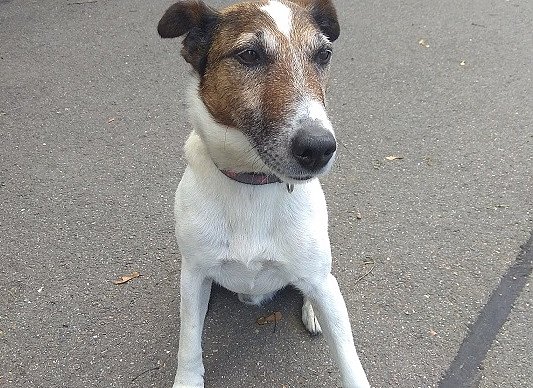 Lucky l&auml;sst sich nichT austricksen (Foto: HZA Erfurt)