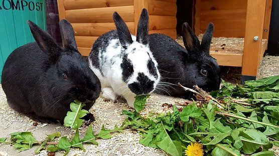 Alex, Holger und Mercedes suchen noch immer eine neue Familie. (Foto: Tierheim Nordhausen)