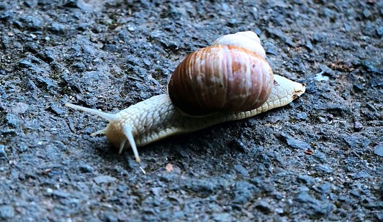 Wenigstens die Schneckenpost benutzt die "Alte Poststra&szlig;e" noch (Foto: P.Blei)