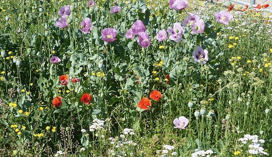So k&ouml;nnte es wieder aussehen... (Foto: SWG)