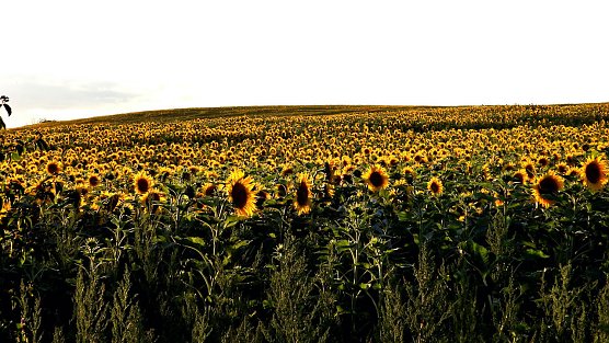 Sonnenblumenfeld (Foto: Peter Blei) Sonnenblumenfeld (Foto: Peter Blei)