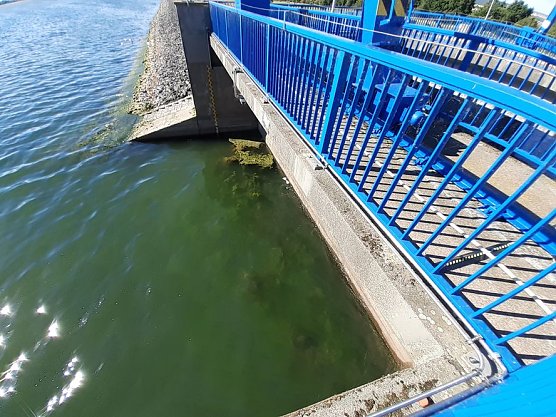 Algen an der Talsperre Kelbra (Foto: Frank Gabriel)