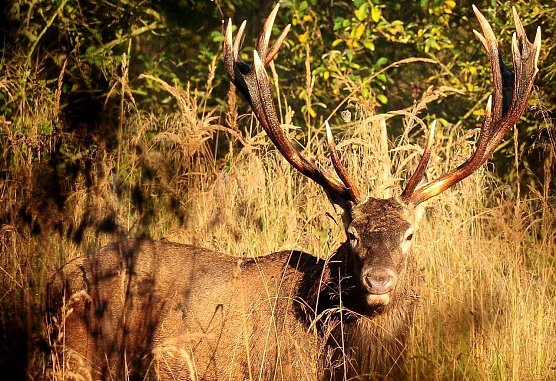 Ein echter Platzhirsch (Foto: ThüringenForst) Ein echter Platzhirsch (Foto: ThüringenForst)