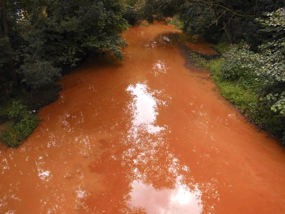 Die verschmutzte Zorge: Kein Gift - nur Schlamm (Foto: B.Thielbeer) Die verschmutzte Zorge: Kein Gift - nur Schlamm (Foto: B.Thielbeer)