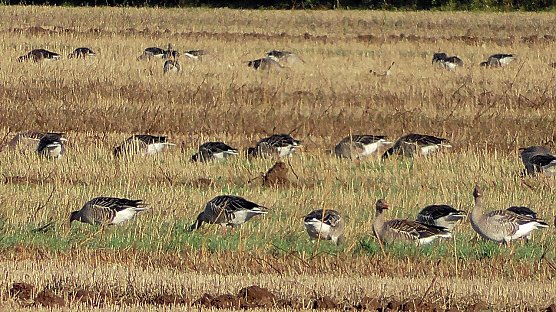 Wildgänse am Stausee Kelbra (Foto: U.Reinboth) Wildgänse am Stausee Kelbra (Foto: U.Reinboth)