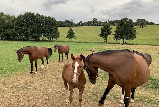 Pferdenachwuchs in Limlingwrode (Foto: oas) Pferdenachwuchs in Limlingwrode (Foto: oas)