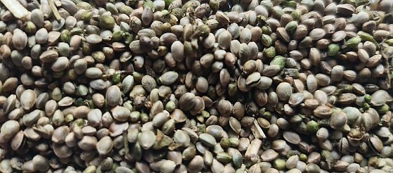 Das ist die Hanfernte (Foto: nnz)