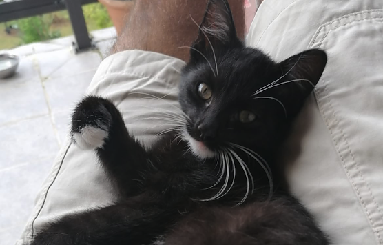 Wer hat das Mai-K&auml;tzchen gesehen? (Foto: privat)