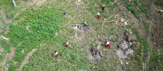 Arbeiten zur Wiederaufforstung (Foto: Th&uuml;ringenForst)