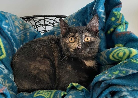 Katzendame Jane (Foto: THN)