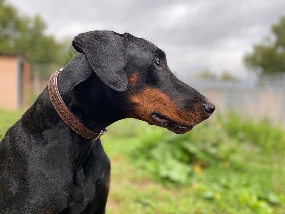 Tier der Woche: Basco (Foto: Tierheim Nordhausen)