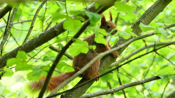 Eichh&ouml;rnchen im Wald (Foto: P. Schneller)