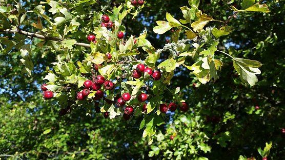 Besuch im Wald zum Sonntag (Foto: D.Berberich)