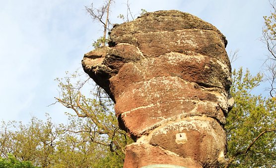 Der G&auml;nseschnabel (Foto: A.Apel)