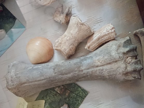 35.000 Jahre alte Neuzug&auml;nge f&uuml;r den Tabakspeicher (Foto: Tim Sch&auml;fer)