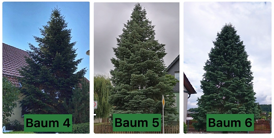 ...und hier die anderen drei "Auserw&auml;hlten" (Foto: Stadtverwaltung Nordhausen)