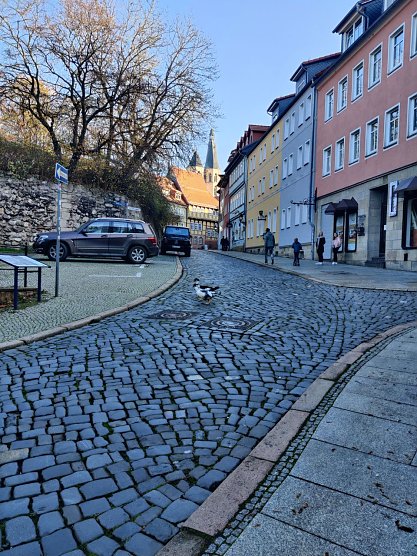 Zwei G&auml;nse beim Alstadtbummel (Foto: Peter Blei)