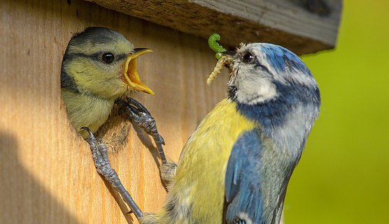 Blaumeisen am Nistkasten (Foto: Rita Priemer)