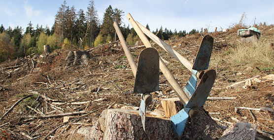 Die Fichte geht, die Buche kommt (Foto: Martin Bollmann)
