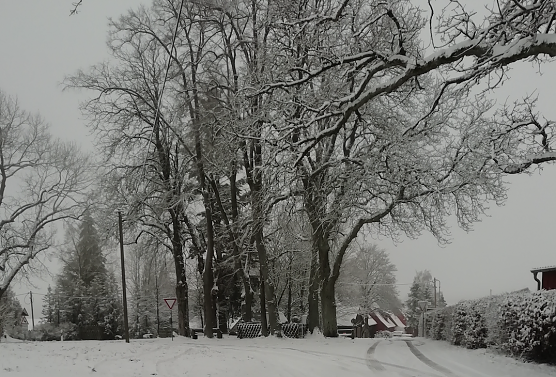Winterwetter in Sophienhof (Foto: W. J&ouml;rgens)