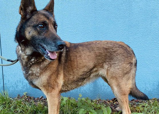 Die H&uuml;ndin Inka (Foto: THN)