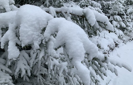 Winterwald am Neujahrstag (Foto: oas)
