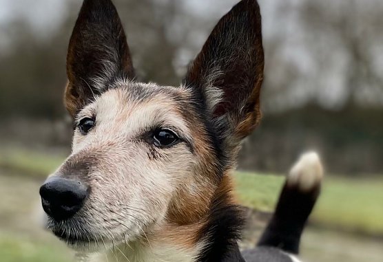 Der Foxterrier Max (Foto: THN)