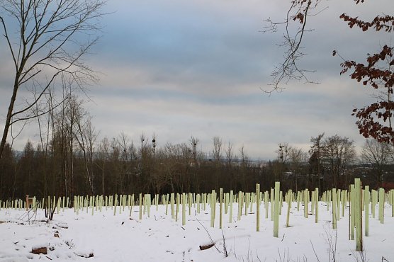 Neupflanzung mit Schutzh&uuml;llen (Foto: agl)