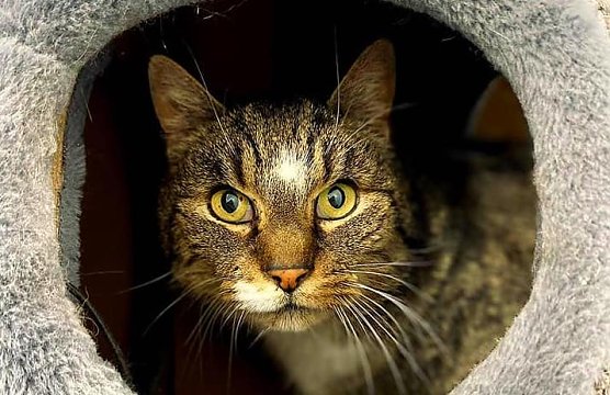 Oldie Tigger (Foto: THN)