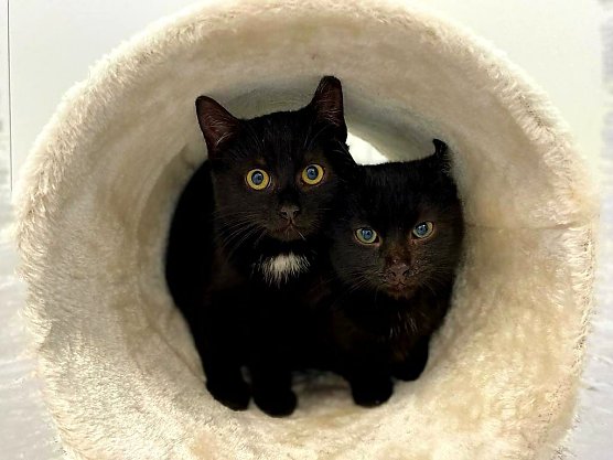 Tiere der Woche Hanni und Nanni (Foto: Tierheim Nordhausen)