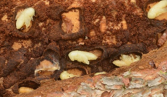 Borkenk&auml;fer (Foto: Th&uuml;ringenForst)
