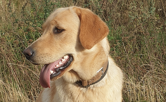 Wo ist Luna (Foto: privat)