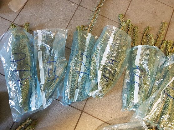 Frisch geerntete Reiser, die als n&auml;chsten unter Gew&auml;chshausbedingungen gepfropft werden. (Foto: Christian R&ouml;sner)