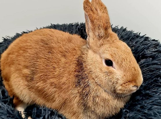 Die sch&ouml;ne Rosa (Foto: THN)