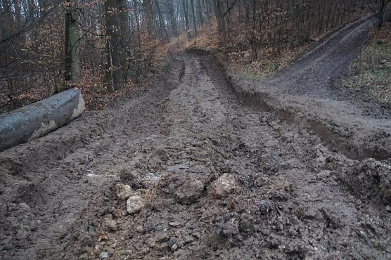 Holzeinschlag am Himmelsberg (Foto: BUND)