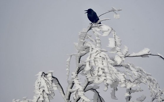 Sch&auml;dlinge trotz starker Winterk&auml;lte  (Foto: Th&uuml;ringenForst)