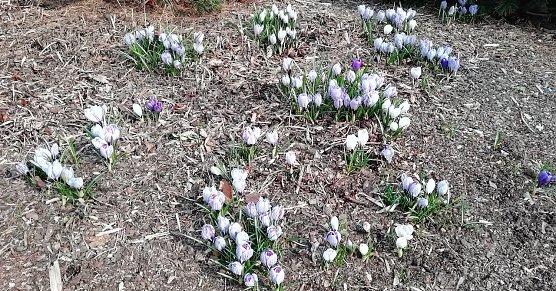 Frühlingsboten (Foto: W.Jörgens) Frühlingsboten (Foto: W.Jörgens)