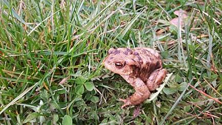 Erdkr&ouml;te auf Wanderschaft (Foto: Tierschutzverein Kall und Umgebung)