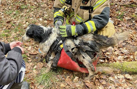 Etwas schmutzig aber angesichts der Umst&auml;nde wohlauf: die vermisste Hundedame Cleo (Foto: Bergwacht Ellrich)