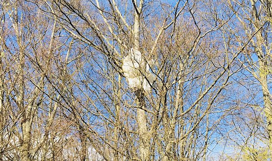&Uuml;berreste einer kontrollierten Sprengung zieren diesen Baum (Foto: A.Adlerauge)