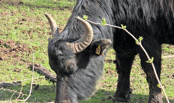 Wasserbüffel in der Windlücke (Foto: P.Blei) Wasserbüffel in der Windlücke (Foto: P.Blei)