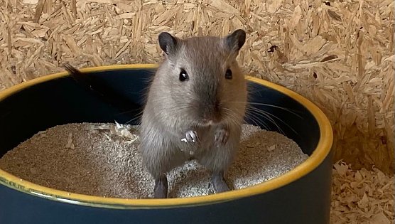 Eine der drei Damen (Foto: THN) Eine der drei Damen (Foto: THN)