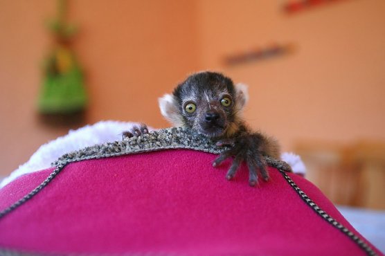 Lemuren-Baby Floyd musste ums überleben kämpfen, schlägt sich aber wacker (Foto: Silvio Dietzel) Lemuren-Baby Floyd musste ums überleben kämpfen, schlägt sich aber wacker (Foto: Silvio Dietzel)