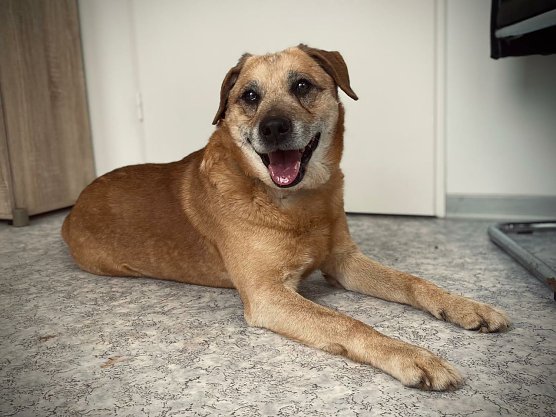 Tier der Woche: Rex (Foto: Tierheim Nordhausen)