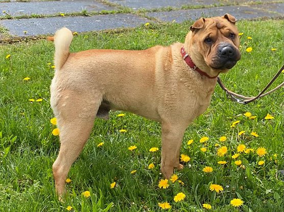 Tier der Woche: Captain (Foto: Tierheim Nordhausen)